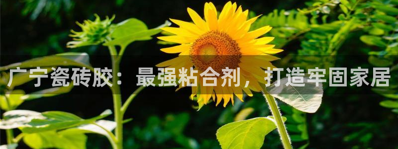 杏鑫注册登录地址