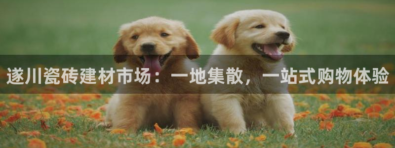 杏鑫娱乐开发团队