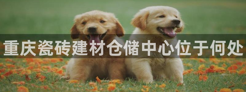 杏鑫平台代理注册流程视频